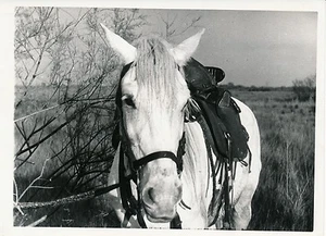 Ph. Bastardie CAMARGUE c. 1940 - Camargue horse - P 1224 - Picture 1 of 2