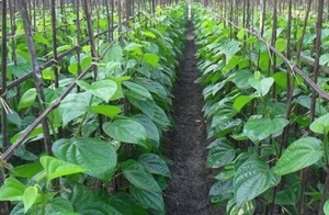Hoja de betel orgánica fresca 100 hojas orgánicas 100% hojas puras de betel - Imagen 1 de 9