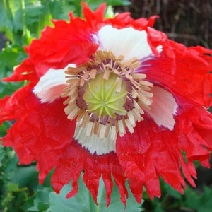 Pat's Poppies -1000 Danish Flag Poppy Seeds- Afghan Papaever Somniferum Poppies - Picture 1 of 6