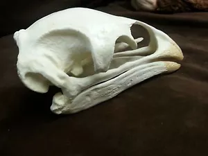 Moa Vogelschädel Replik - Bild 1 von 1