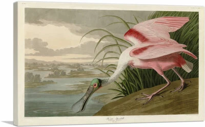 Impresión artística en lienzo de espátula rosada de John James Audubon Foto 1 de 4