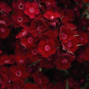 Dianthus Rocking Red Plant Hardy Pinks Sweet William Flowers Perennial 6x Plugs - Picture 1 of 3