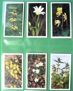 BRITAIN'S WILD FLOWERS - JOHN PLAYER - DONCELLA - 1986 - FULL SET (30) VG - Picture 1 of 10