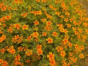 essbare Gewürztagetes Duft-Tagetes vorwiegend Orange Blüten ca. 100 Samen