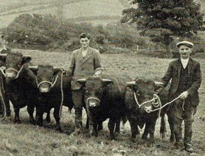 Devon Red Rubies / Red Ruby Devon Cattle 1950 Photo Article 0823 - Picture 1 of 2
