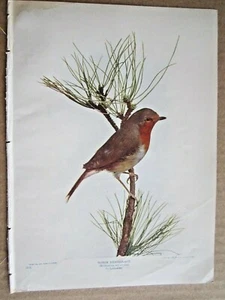 ANTIKES ROTKEHLCHEN ROTBRUSTVOGEL LITHOGRAPHIE DRUCK 1903 - Bild 1 von 1