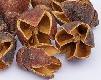 AQUARIUM BOTANICALS Bakuli Pods Aquarium Botanical - pack of 10