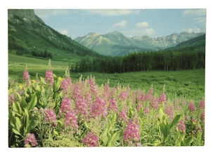 Vintage Postcard Fireweed Mountainside Gothric Colorado Pink Wild Flowers Aspens - Picture 1 of 2