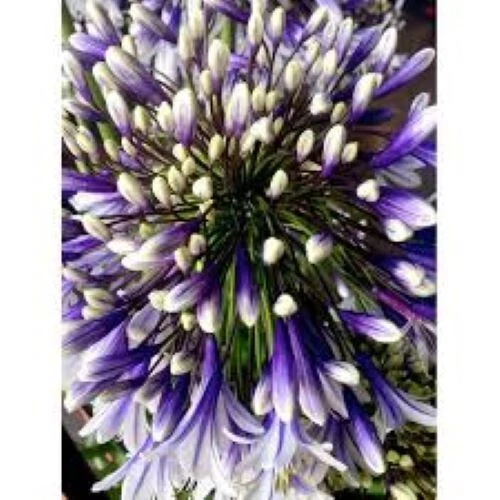 Agapanthus 'Fireworks'  25 SEEDS. African Lily Bicoloured Herbaceous Perennial - Image 1 of 1