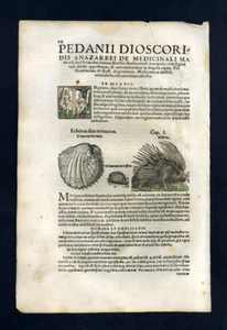 Gravure estampe illustration plante fruit LE PORC EPIC, HERISSON, COQUILLAGE - Imagen 1 de 4