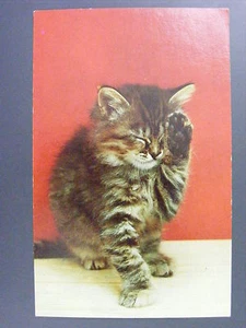 Linda postal cromada color vintage de gatito limpiándose a sí mismo años 50 - Imagen 1 de 2