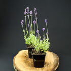 100 St. Lavendel immergrün, duftende Pflanze Lavandula angustifolia Munstead