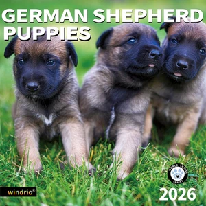 2026 Wandkalender Deutscher Schäferhund Welpen Nov 2025-Dez 2026, 12 Zoll x 24 Zoll - Bild 1 von 12