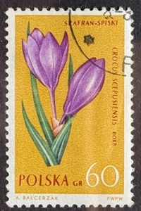 Poland 1962, Crocus scepulensis, SG 1314, cto - Picture 1 of 1