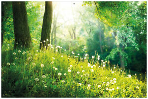 Wallario Garten Bakon Poster Zaun Sichtschutz wetterfest - Pusteblumen Wald