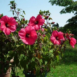 Graines Hibiscus moscheutos, Hibiscus des marais - Picture 1 of 6