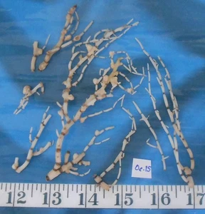 ~ Prinzessin (aka "Bambus") Korallenzweige ~ Shellcraft ~ Matrosen Valentinstag ~ - Bild 1 von 4