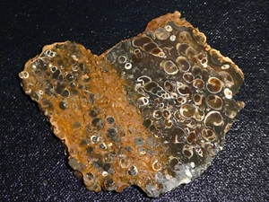 Turritella Achatplatte - 3 1/4" x 3 1/4" - grob - Kabeln - Display, Wissenschaft - Bild 1 von 3