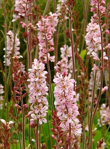 FRANCOA SONCHIFOLIA, CORONA NUPCIAL - Imagen 1 de 3