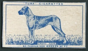GREAT DANE CARRERAS TURF SLIDE 1952 ( CUT ) DOG SERIES CIGARETTE CARD #37 - Picture 1 of 1