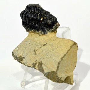 Fósil de trilobites Phacops negro de 45 mm con matriz de piedra mineral fosilizada - Marruecos - Imagen 1 de 4