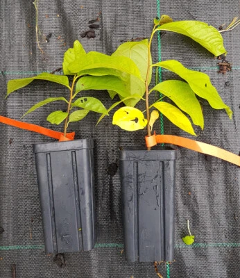 MONJARDINEXTRAORDINAIRE Asimina triloba (Semis) / Asiminier / Godet Anti-Chignon / Fruitier