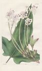 Clerodendron Hastatum Bangladesh Flower Botany Engraving Copperplate Curtis 3398
