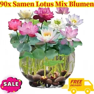 90x Samen Lotus Mix Blumen Samen Hand gepflückt Wasser pflanzen Wassergarten Neu - Zdjęcie 1 z 9