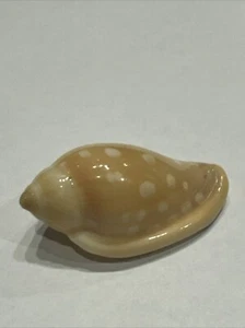 Marginella Goodalli 41.28 F+++ Senegal Beautiful Shell - Picture 1 of 3