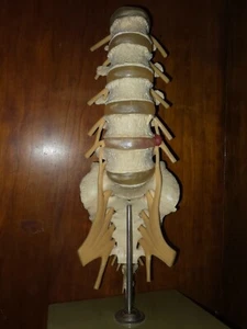 Human Anatomy 3D Model - Lumbar Spine - Picture 1 of 5