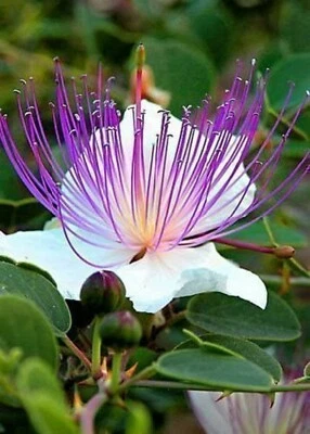 SEMISAUVAGE PERMACULTURE 35 Graines de Câprier - vivace sans épine - semences reproductibles