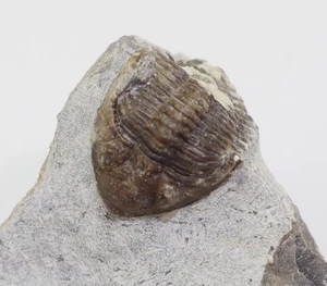 Trilobit, Neomethacantus stellifer, Devon, Eifel, Gees, Eifel, Deutschland -L966 - Picture 1 of 8