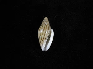 Sea Shell Marginella cleryi 20,7 mm ID#9431 - Imagen 1 de 2