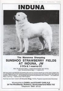 MAREMMA DOG 1988 DOG BREED ADVERT PAGE INDUNA KENNELS - Picture 1 of 1