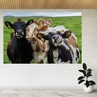 Funny Cows Looking At The Camera 3d View Wall Sticker Poster Decal A673