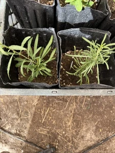 2 Pack PINK And BLACK  Live Goji Berry Plant Cuttings With Roots NO POT OR SOIL - Bild 1 von 7