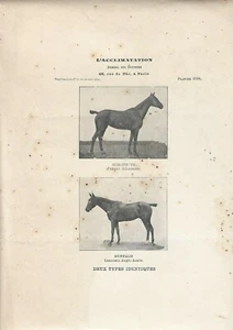 Antiker Fotodruck PFERDE GIROUETTE und BÜFFEL 1910 Antique print horse - Bild 1 von 1