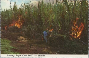 Brennende Zuckerrohrfelder Hawaii größer Chrom Vintage Postkarte - Bild 1 von 3