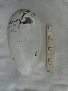 Replica EGG (HOLLOW) GREAT AUK SPALLANZANIS EGG No 34 - Picture 1 of 1