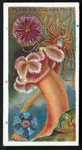 PLAYER - WONDERS OF THE DEEP - #42 ANEMONES - Picture 1 of 2