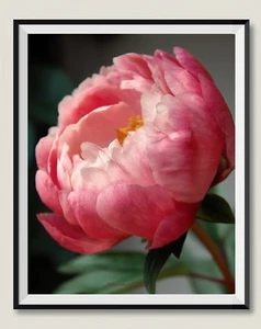 Pink Peony - DIY Chart Counted Cross Stitch Patterns Needlework DMC Color 14 ct - Picture 1 of 2