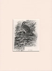 ALTER ANTIKER VOGELSTICH 1916 DRUCK FERTIG MONTIERT DIE DACHLERCHE - Bild 1 von 1