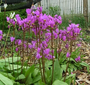 50+ Shooting Star Primrose Seeds - Primula meadia - American Cowslip Perennial - Picture 1 of 2