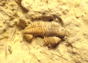Ordovician trilobite fossil Encrinuroides capitonis Bromide Oklahoma #2 - Picture 1 of 7