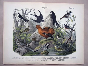 1868 HANSELMANN HC LITHOGRAPH wren, wagtail, swallow, nightjar, cock-of-the-rock - Picture 1 of 2