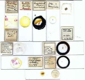 Assorted Microscope Slides (U) - Picture 1 of 1