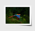 Red Parrot Print, Forest Wall Art,Closeup Framed Animal Wall Art, Natural