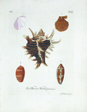 1757 George Wolfgang Knorr Sea Seashell Print Shell - Murex & Olive Shells