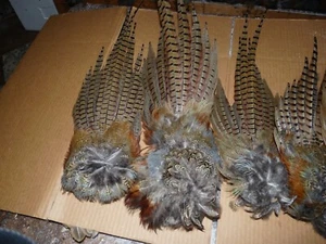 3 Beautiful fanned Pheasant FANNED TAILS craft dog training NATIVE ART FLY TYING - Picture 1 of 7