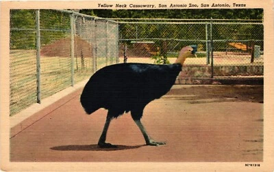 Cartão postal vintage TEXAS San Antonio Zoo pescoço amarelo pássaro cassowary TX - Imagem 1 de 2
